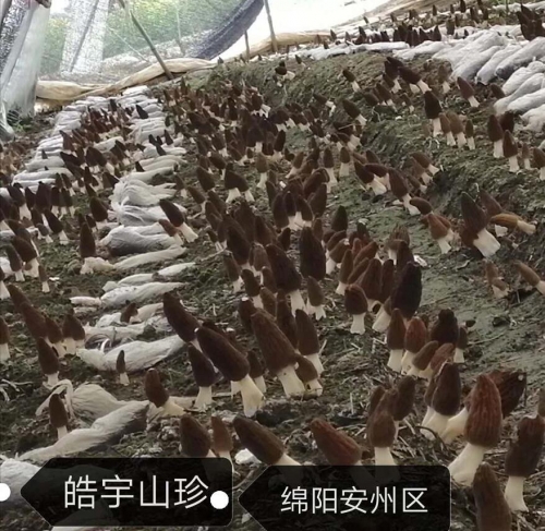 &#24517;&#36194;&#22312;&#32447;&#23458;&#26381;&#45;&#24517;&#36194;&#40;&#20013;&#22269;&#41;