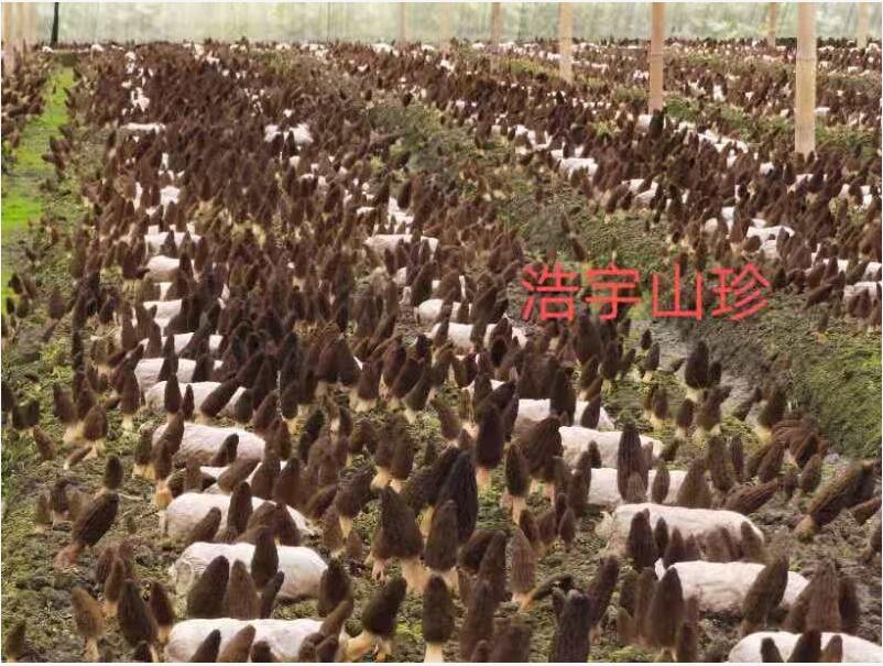 &#24517;&#36194;&#22312;&#32447;&#23458;&#26381;&#45;&#24517;&#36194;&#40;&#20013;&#22269;&#41;