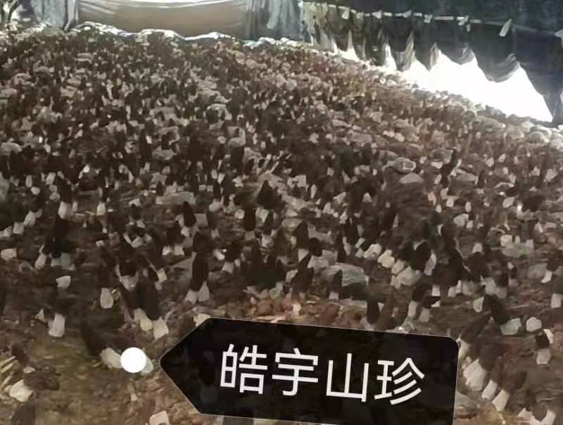 &#24517;&#36194;&#22312;&#32447;&#23458;&#26381;&#45;&#24517;&#36194;&#40;&#20013;&#22269;&#41;